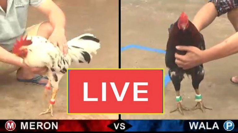 Cách chơi đá gà cựa dao Philippines chuẩn xác cho người mới