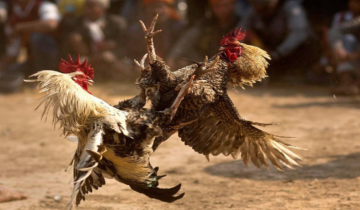 Mẹo giúp tăng cơ hội thắng khi chơi đá gà cựa dao philippines