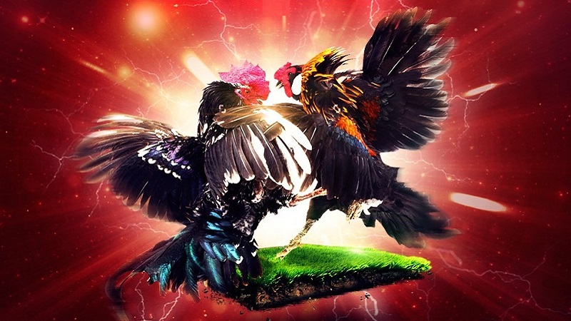 Đá gà Thomo là sự kiện có quy mô lớn, thu hút mọi người