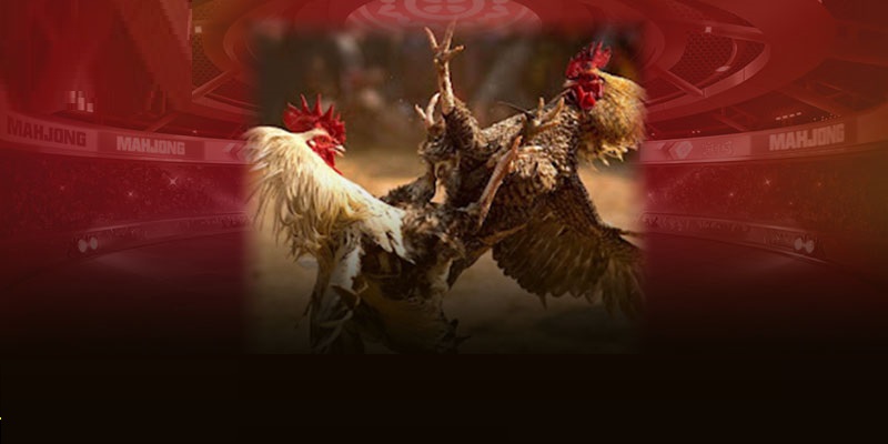 Nhiều hình thức đá gà Thomo được quan tâm hiện nay