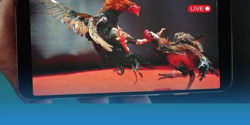 Tham khảo và lưu lại các thông tin đá gà Thomo hiệu quả cao